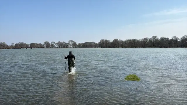 Samsun'da Tıbbi Sülük Avcılığı - Son Dakika