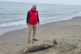 Alaçam'da Ölü Yunus Bulundu - Son Dakika
