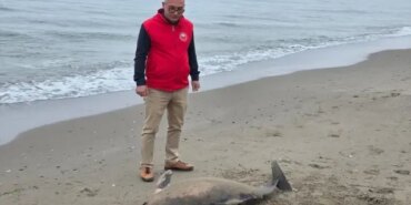 Alaçam'da Ölü Yunus Bulundu - Son Dakika