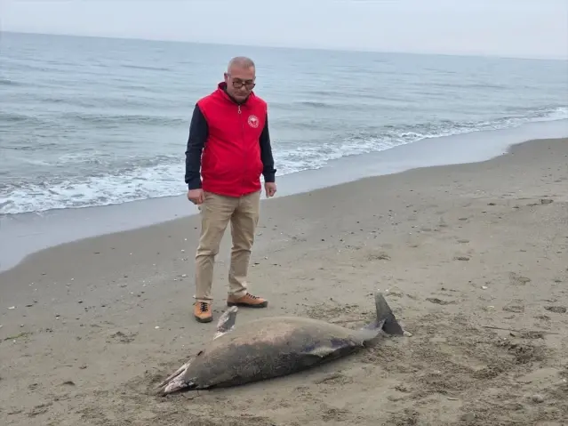Alaçam'da Ölü Yunus Bulundu - Son Dakika