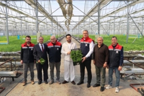 Hidroponik Maydanoz Hasadı Başladı - Son Dakika