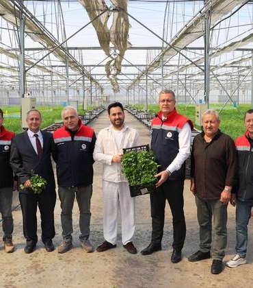 Hidroponik Maydanoz Hasadı Başladı - Son Dakika