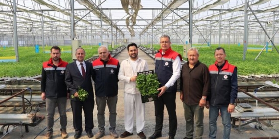 Hidroponik Maydanoz Hasadı Başladı - Son Dakika