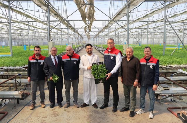 Hidroponik Maydanoz Hasadı Başladı - Son Dakika