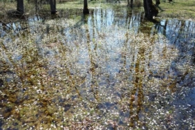 Kızılırmak Deltası'nda Bahar Canlanması - Son Dakika