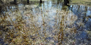 Kızılırmak Deltası'nda Bahar Canlanması - Son Dakika