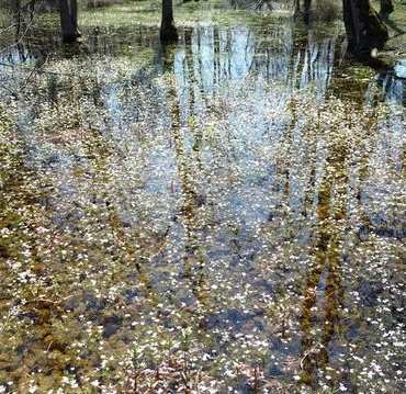 Kızılırmak Deltası'nda Bahar Canlanması - Son Dakika