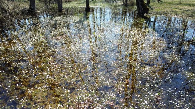 Kızılırmak Deltası'nda Bahar Canlanması - Son Dakika