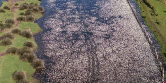 Kızılırmak Deltası'nda bahar canlılığı başladı