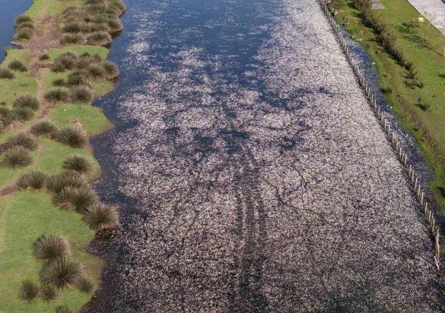 Kızılırmak Deltası'nda bahar canlılığı başladı