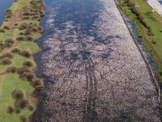 Kızılırmak Deltası'nda bahar canlılığı başladı