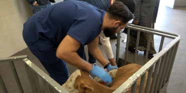 OMÜ Hayvan Hastanesi 30 Bin Vaka ile Yoğun Çalışıyor