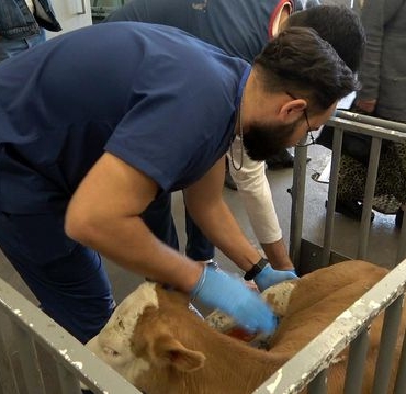 OMÜ Hayvan Hastanesi 30 Bin Vaka ile Yoğun Çalışıyor