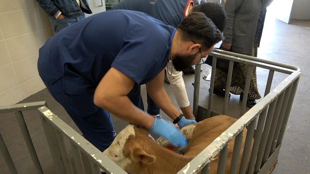 OMÜ Hayvan Hastanesi 30 Bin Vaka ile Yoğun Çalışıyor