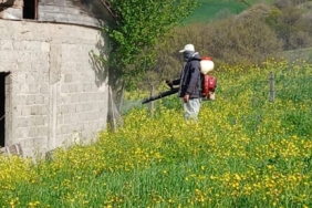 Samsun'da Kahverengi Kokarca ile Mücadele