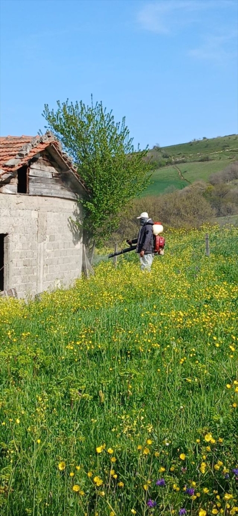 Samsun'da Kahverengi Kokarca ile Mücadele