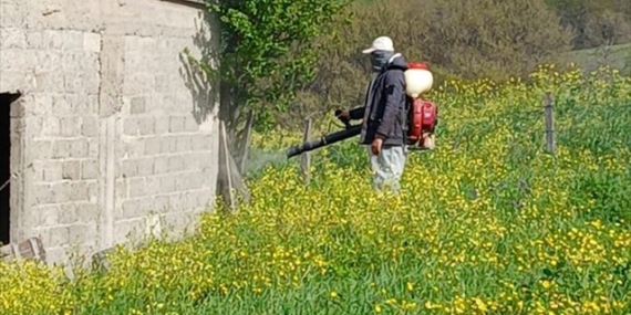 Samsun'da Kahverengi Kokarca ile Mücadele