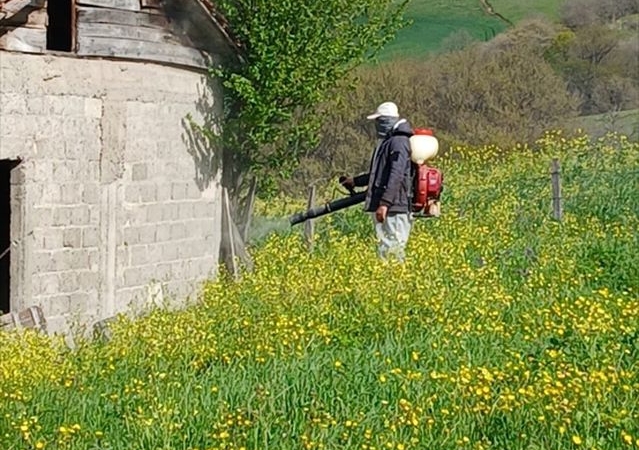 Samsun'da Kahverengi Kokarca ile Mücadele