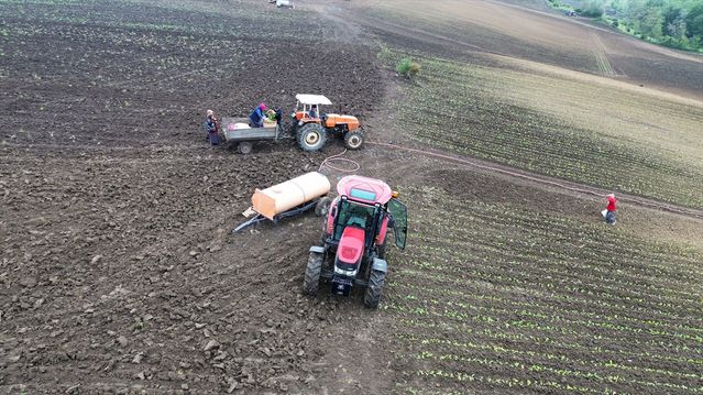 Bafra'da Tütün Hasadı Haziran'da Başlıyor