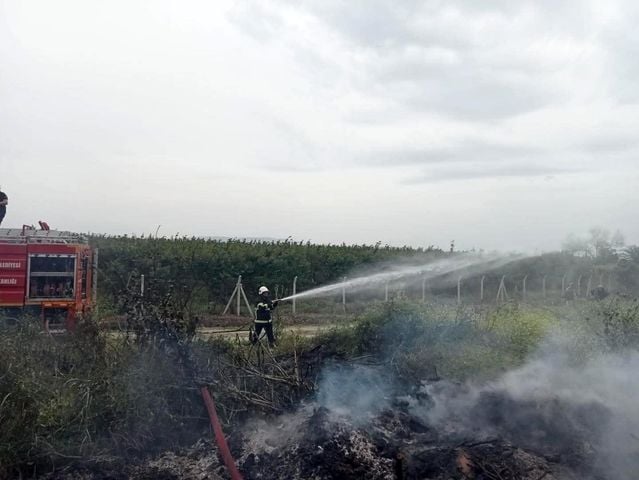 Hassa'da zeytinlik yangını - Son Dakika