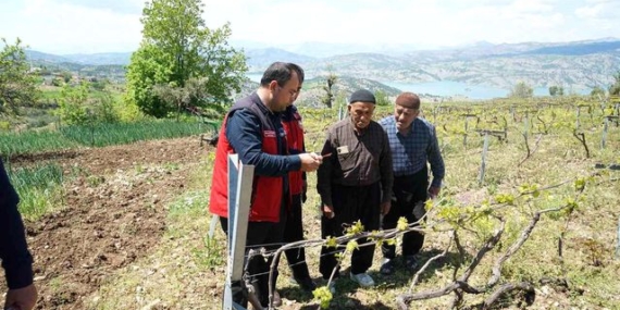 Kahramanmaraş'ta Kabarcık Üzüm'e koruma hamlesi