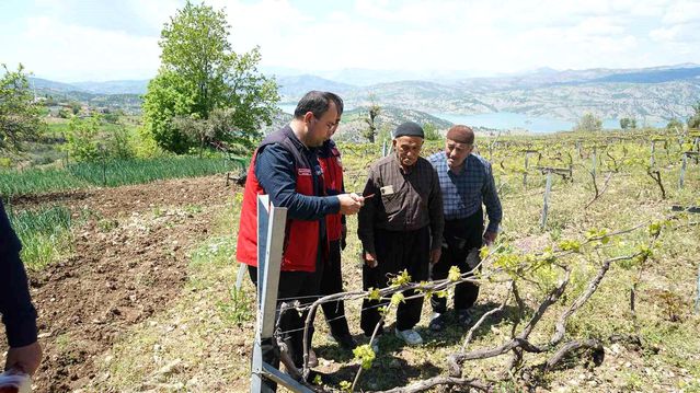 Kahramanmaraş'ta Kabarcık Üzüm'e koruma hamlesi