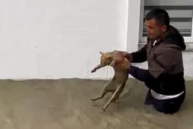 Kediyi Sel Sularından Kurtaran Kahraman