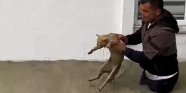 Kediyi Sel Sularından Kurtaran Kahraman
