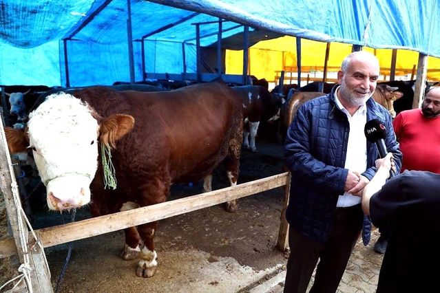 Kurban pazarının 'Paşa'sı 1,3 tonluk boğa