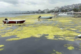 Kurupelit Marina'daki 'deniz marulu' sorununa neşter: 345 bin metreküp dip çamuru temizlenecek