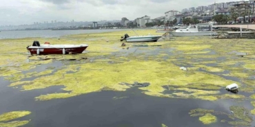 Kurupelit Marina'daki 'deniz marulu' sorununa neşter: 345 bin metreküp dip çamuru temizlenecek