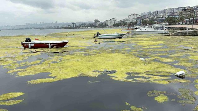 Kurupelit Marina'daki 'deniz marulu' sorununa neşter: 345 bin metreküp dip çamuru temizlenecek