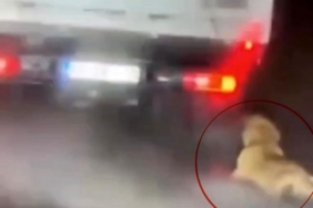 Samsun'da köpek sürükleyen şüpheli serbest
