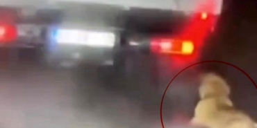 Samsun'da köpek sürükleyen şüpheli serbest