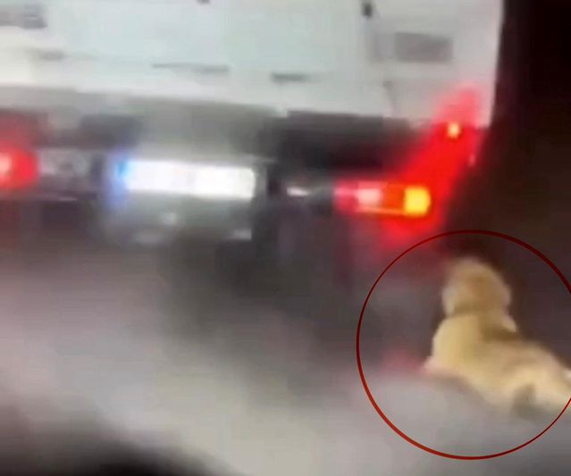 Samsun'da köpek sürükleyen şüpheli serbest
