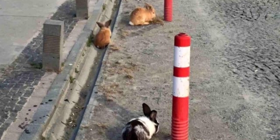Atakum Sahilinde Tavşanlar Şaşırttı - Son Dakika