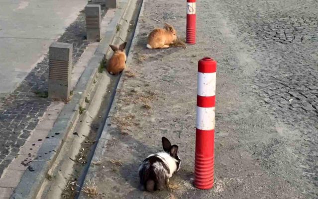Atakum Sahilinde Tavşanlar Şaşırttı - Son Dakika
