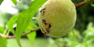 Doğu Meyve Güvesi ile Mücadele Başladı