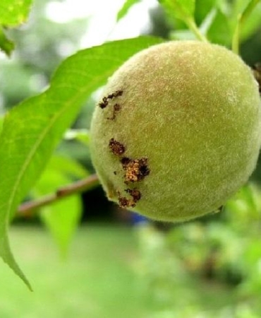 Doğu Meyve Güvesi ile Mücadele Başladı