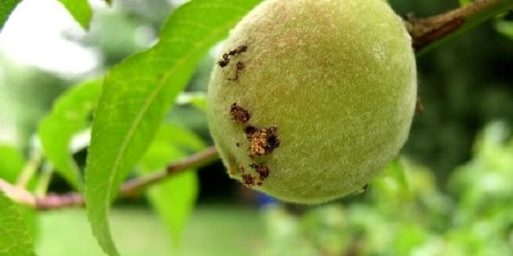 Doğu Meyve Güvesi ile Mücadele Başladı