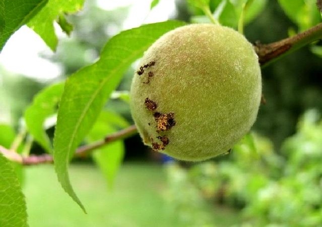 Doğu Meyve Güvesi ile Mücadele Başladı