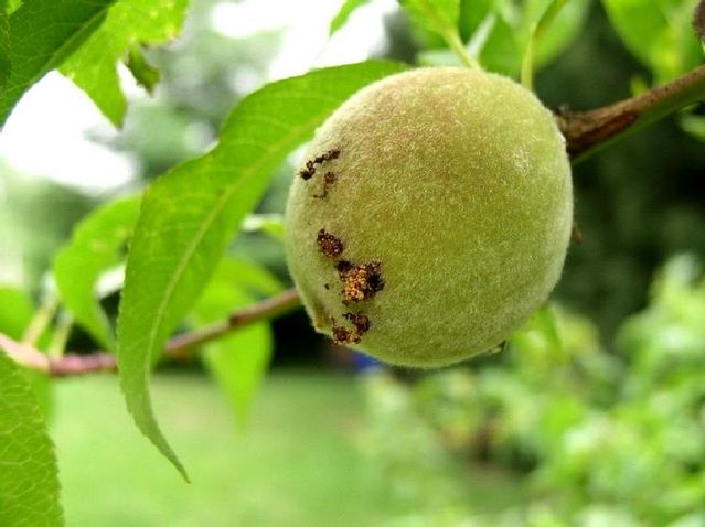 Doğu Meyve Güvesi ile Mücadele Başladı