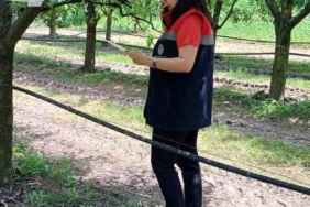 Fındık Bahçelerine Kahverengi Kokarca Uyarısı