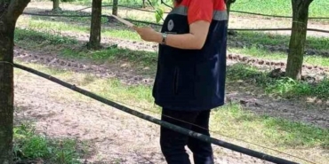 Fındık Bahçelerine Kahverengi Kokarca Uyarısı