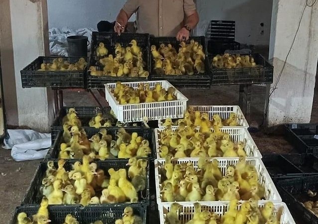 Kaz yetiştiriciliğinde Samsun modeli: Hedef üretimden ihracata uzanan zincir