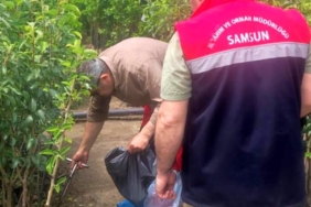 Samsun'da Bitki Kontrolleri Artıyor - Son Dakika