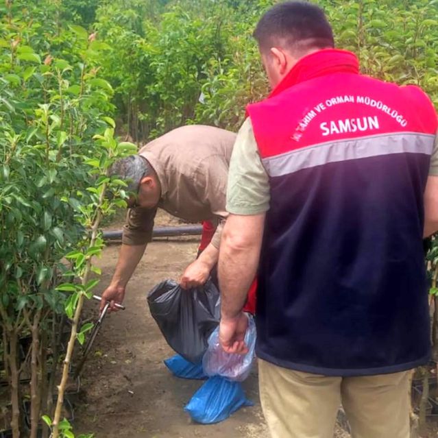 Samsun'da Bitki Kontrolleri Artıyor - Son Dakika