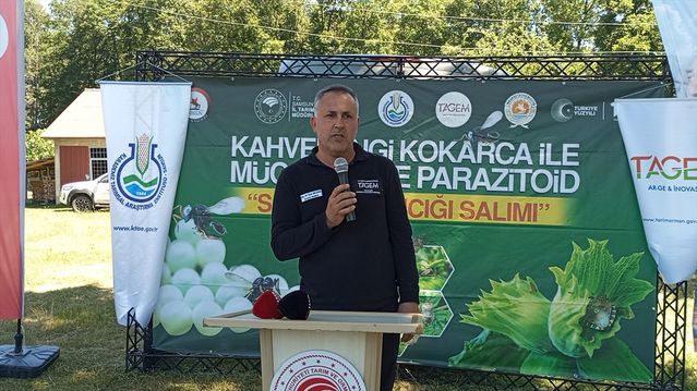Samsun'da Kahverengi Kokarca Mücadelesi - Son Dakika