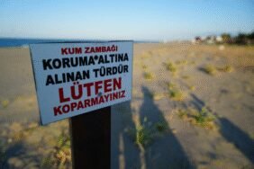 Samsun sahillerini süsleyen kum zambağını koparan yandı: Cezası 699 bin TL