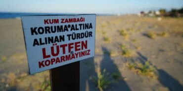 Samsun sahillerini süsleyen kum zambağını koparan yandı: Cezası 699 bin TL